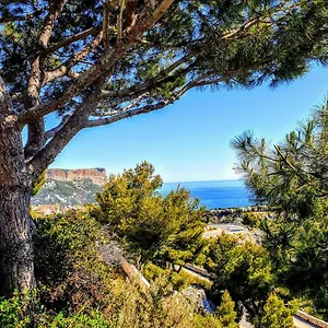 Cassisfamily Cassis